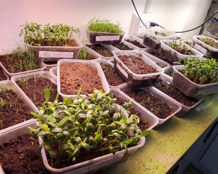 Kohenoor in-house seed germination & QC testing trays