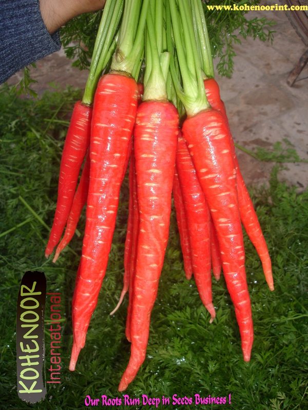 Carrot Seeds — Deep Red
