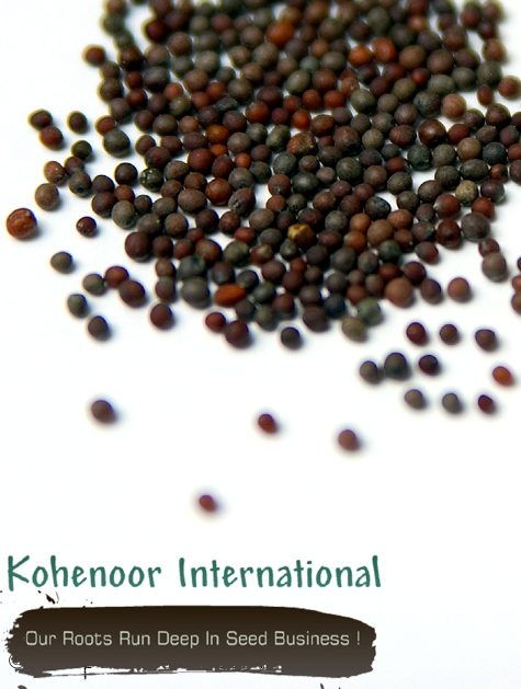 Mustard Seeds / Rapeseed — real Brassica juncea